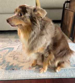 mini australian shepherd sitting side view
