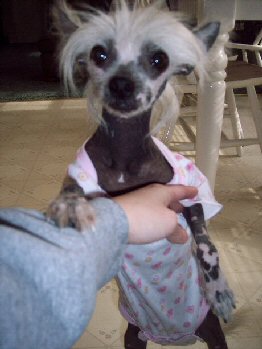 beautiful chinese crested dog