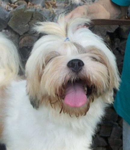 Lhasa apso