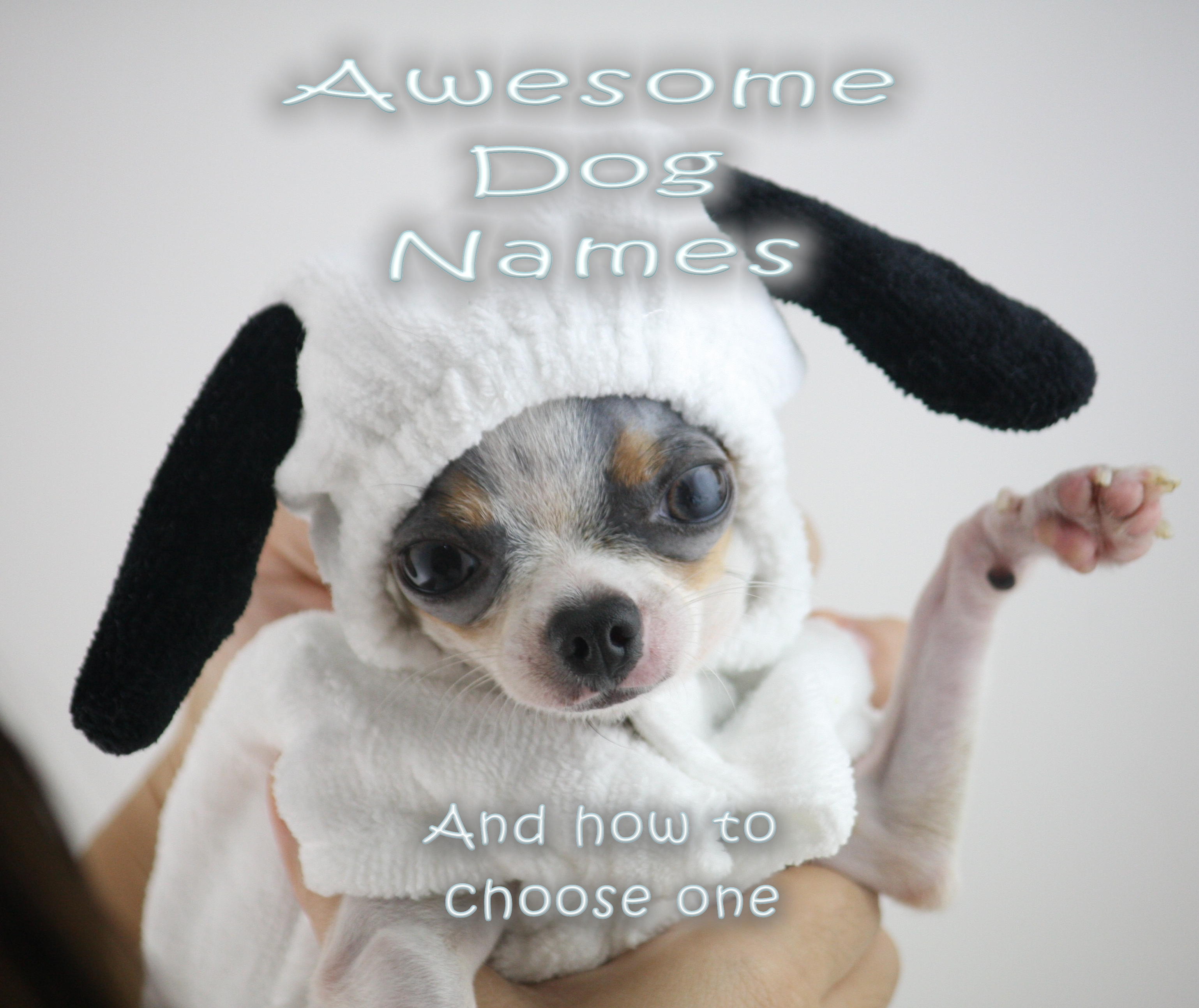 unique puppy names girl unique puppy names girl