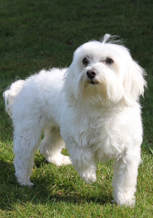Maltese Maltese