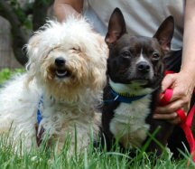bichon and boston terrier dogs sitting together in the grass