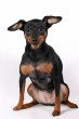 Miniature Pinscher