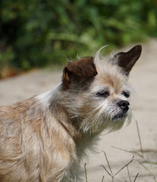 are chihuahuas good emotional support dogs