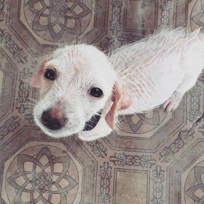 Hi, My name is Mongee, Some one dumped me near a river but my new daddy found me and gave me love. 