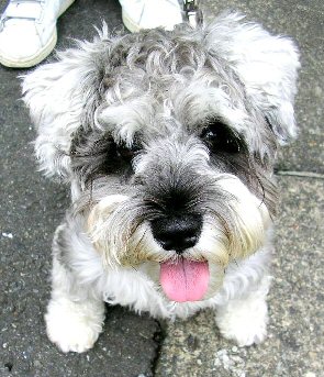 Miniature Schnauzer