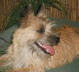 Norwich Terrier Norwich Terrier