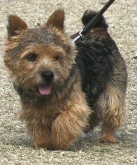 Norwich Terrier walking on leash holding up one paw