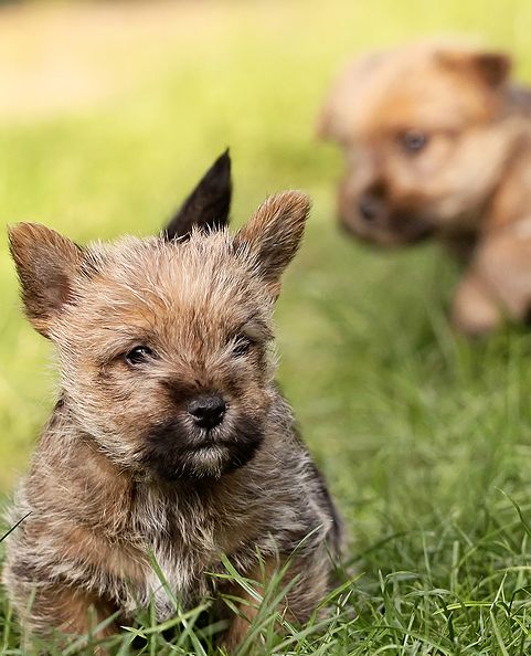 how much does a norwich terrier puppy cost