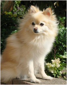 Pomeranian