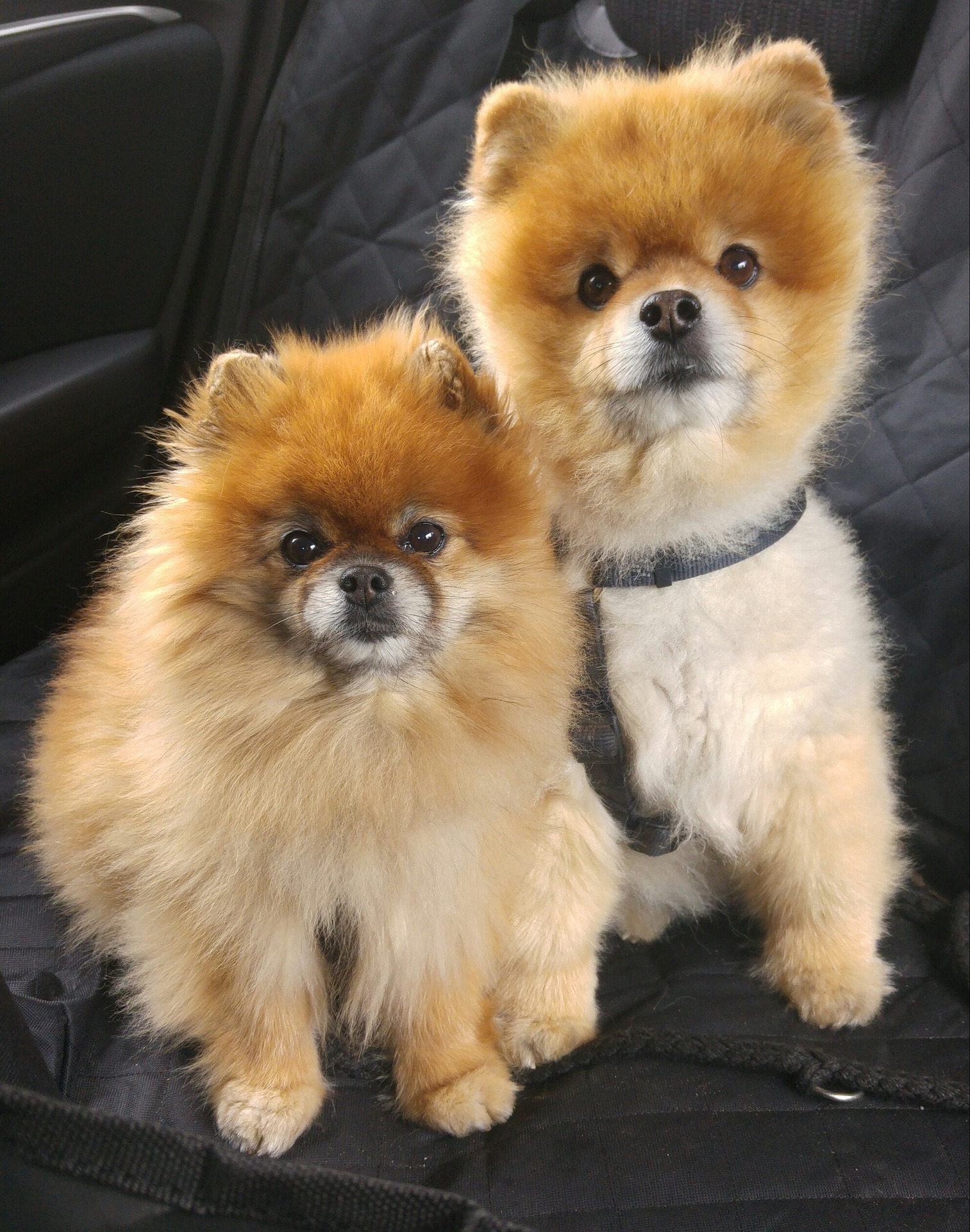 Pomeranian triple coat hotsell