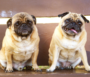 Pug emotional support sales dog