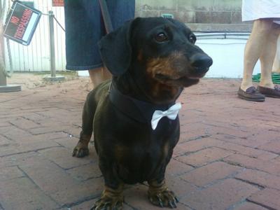 At a pet stroll for the 