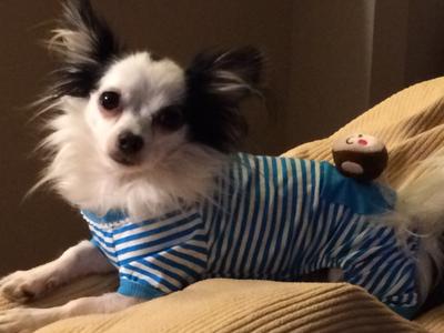 Rocky and his new pj's.