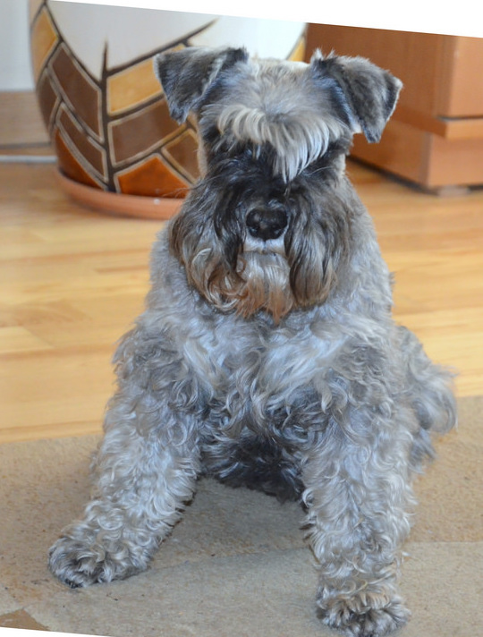 Schnauzer, photo by Waldemar Jan