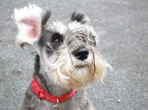 Miniature schnauzer dogs 101 new arrivals