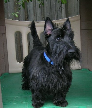 are scottish terriers the breed for you