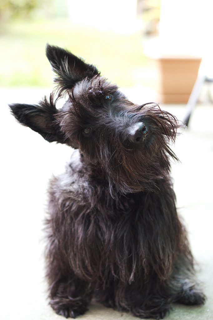 Scottish Terrier