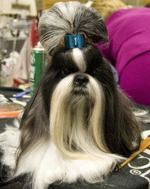 shih tzu, non shedding dog