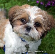shih tzu, photo by samsaundersleed shih tzu, photo by samsaundersleed