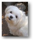 Maltese photo by: Tanakawho