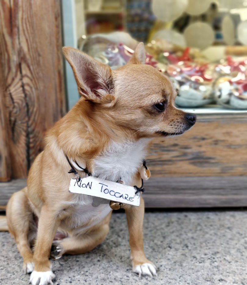 tan and white chihuahua sits at window in a store front wearing a sign