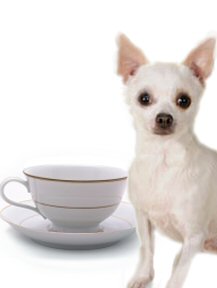 Teacups are not for Chihuahuas and labeling them as such only perpetuates the stigma that larger chihuahuas are inferior. Read our "Teacup puppies page before buying a "teacup chihuahua".
