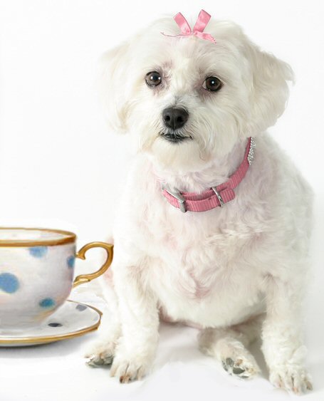 Adopt a teacup puppy cheap