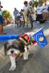 top right corner of pic, we made the front page of the key west citizen in the pet stroll!!
