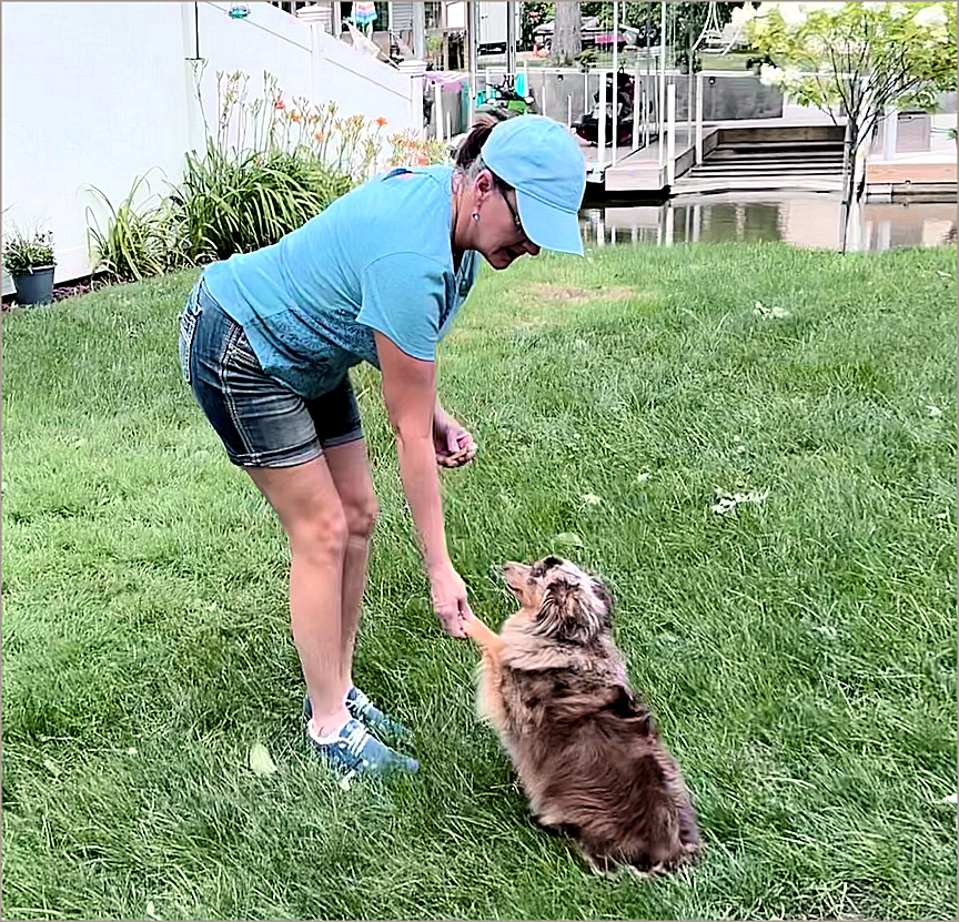 Training dogs to shake