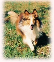 Sheltie, running, shetland, sheepdog, dog