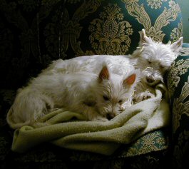 westies