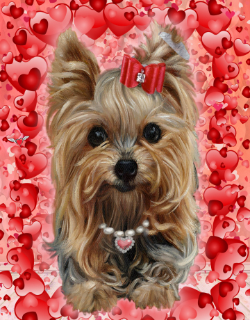 Yorkshire Terrier painting with Valentine theme. A yorkie sits in front of a burst of red and pink hearts. Yorkshire Terrier art