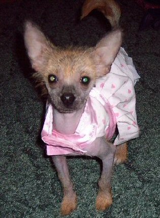 apricot chinese crested puppy with strawberry blonde hair